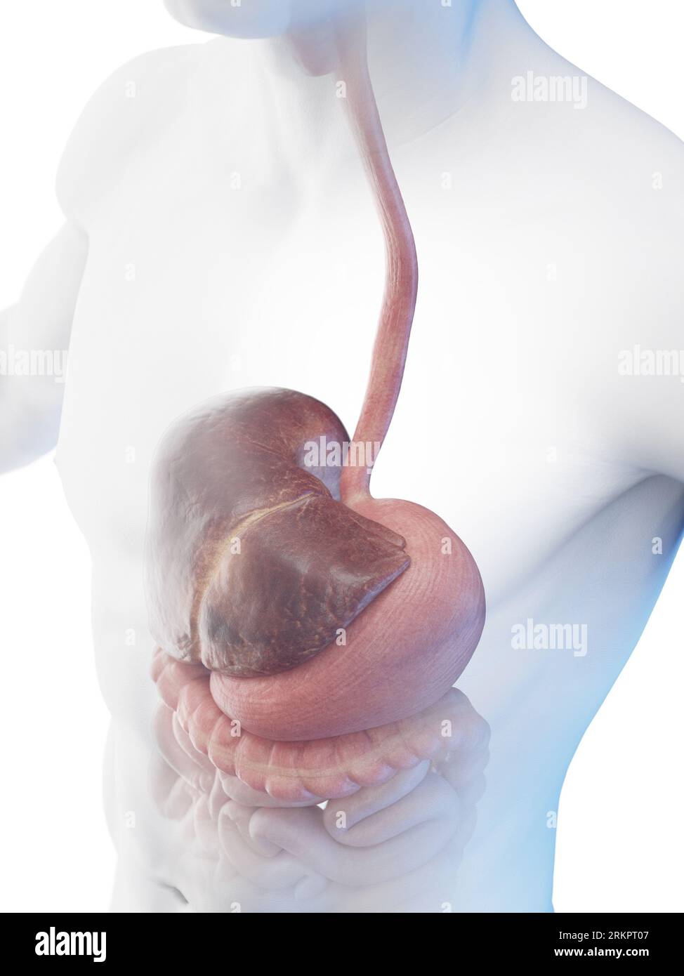 Gastrointestinal system, illustration. Stock Photo