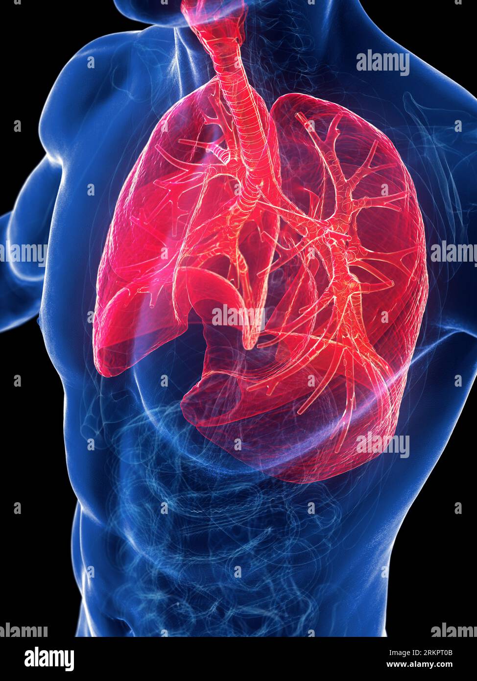 Respiratory system, illustration. Stock Photo