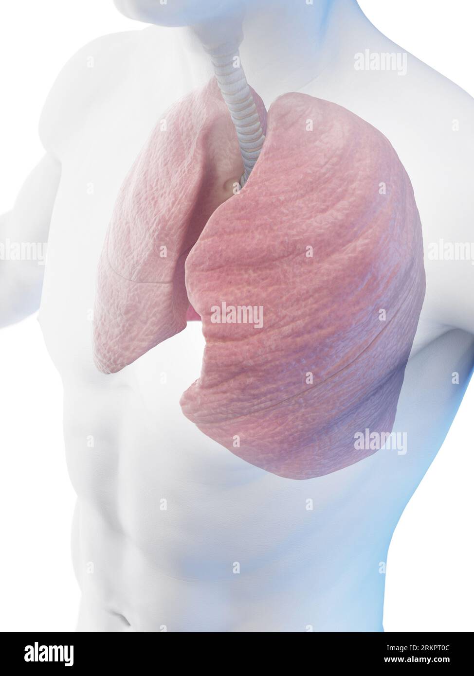 Respiratory system, illustration. Stock Photo