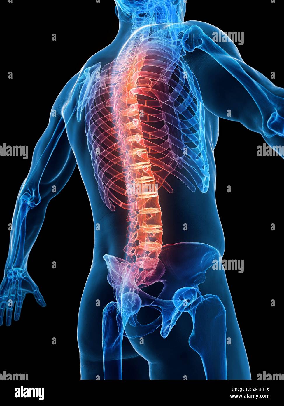 Spine, illustration. Stock Photo