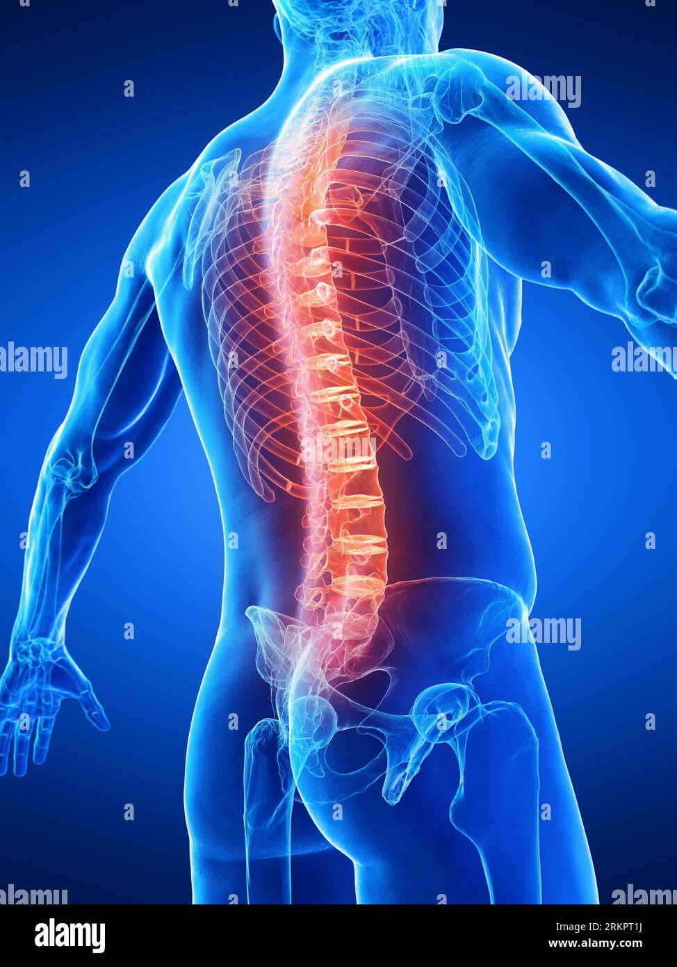 Spine, illustration. Stock Photo