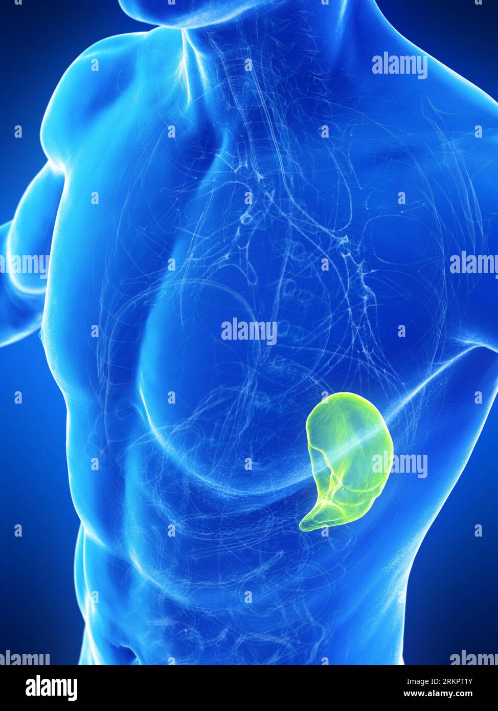 Reticuloendothelial system hi-res stock photography and images - Alamy
