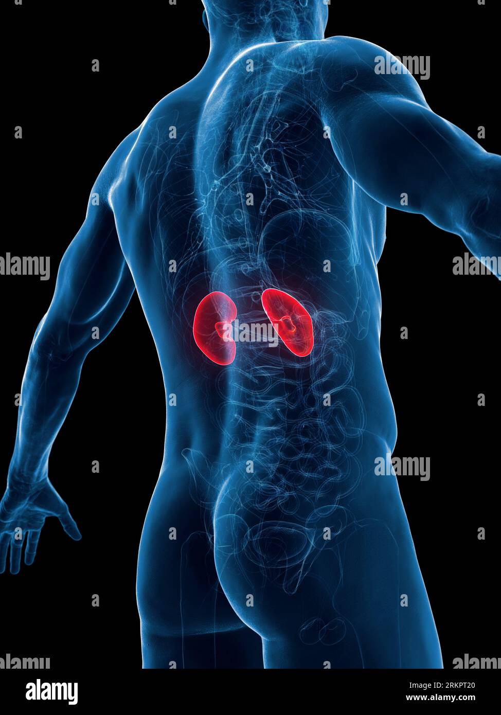 Anatomy human male kidneys transparent hi-res stock photography and ...