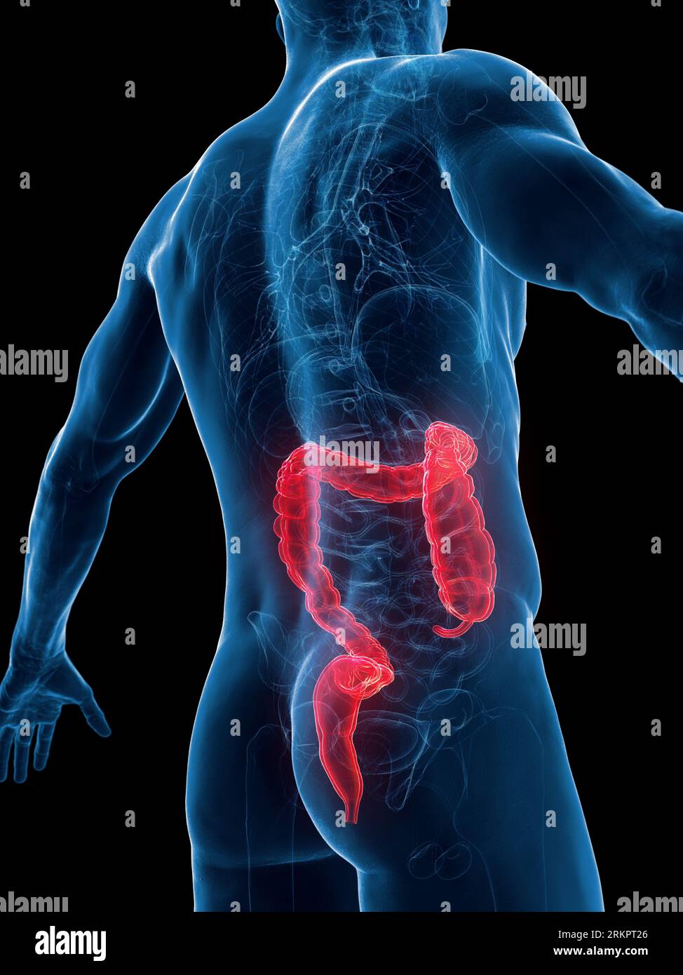 Inverted Intesitines Posterior intestine hi-res stock photography and images - Alamy