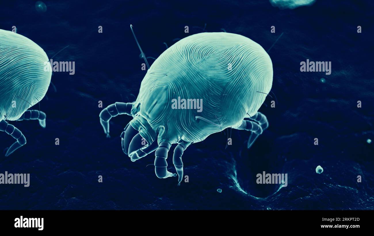 Dust mites, illustration Stock Photo Alamy