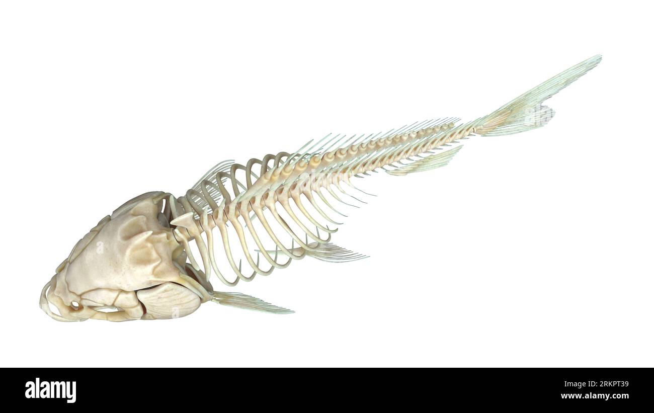 Vertebrate skeleton fish Cut Out Stock Images & Pictures - Alamy