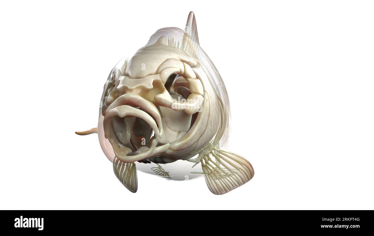 Fish skeletal anatomy hi-res stock photography and images - Alamy
