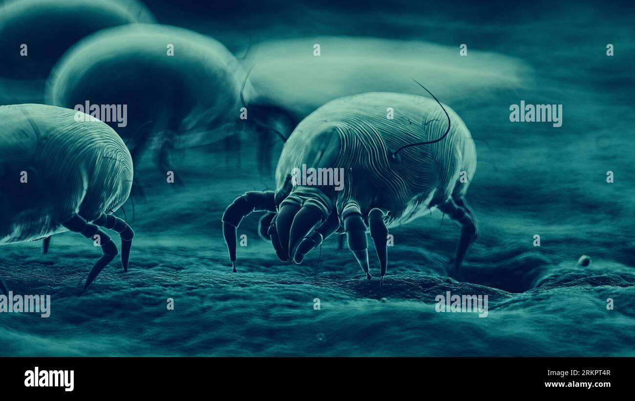 Dust mites, illustration Stock Photo Alamy