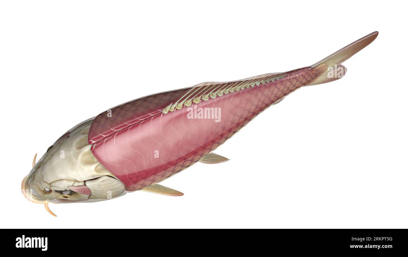 Fish anatomy, illustration Stock Photo - Alamy
