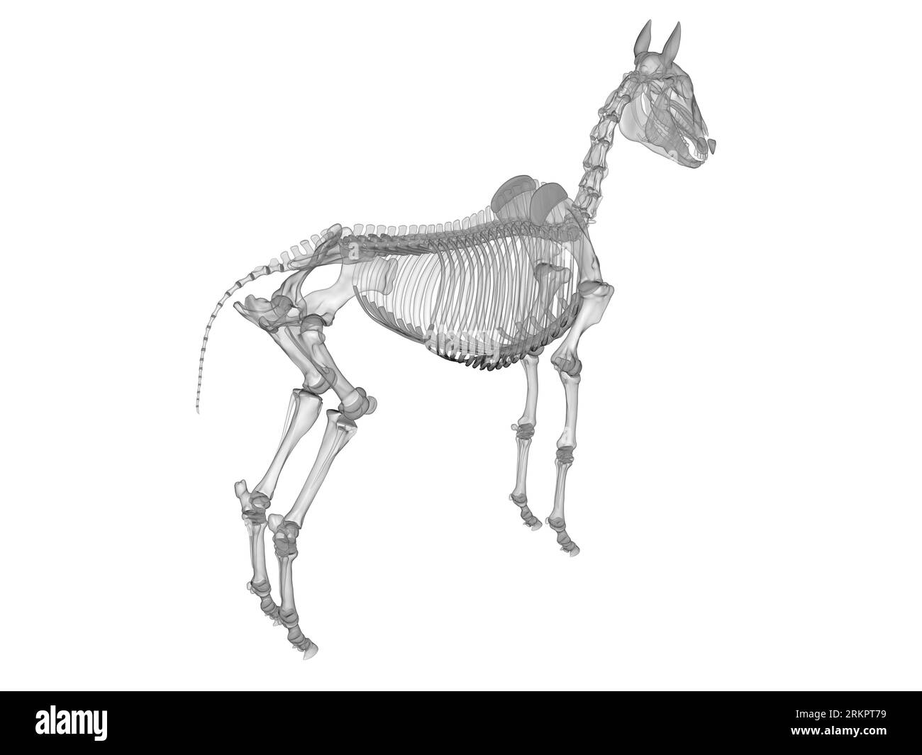 Horse skeleton, illustration Stock Photo - Alamy