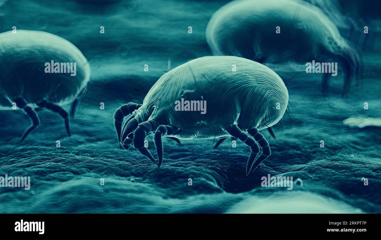 Dust mites, illustration Stock Photo Alamy