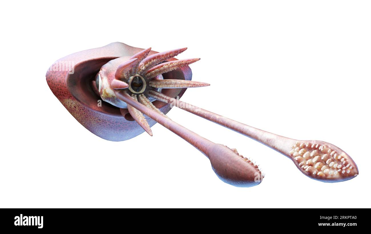 Colossal squid, illustration. Stock Photo