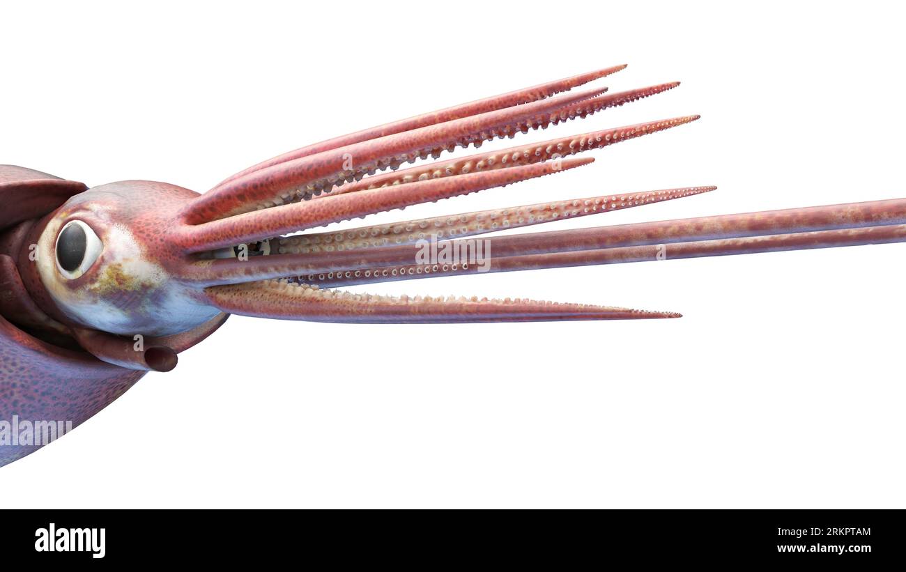 Colossal squid, illustration. Stock Photo