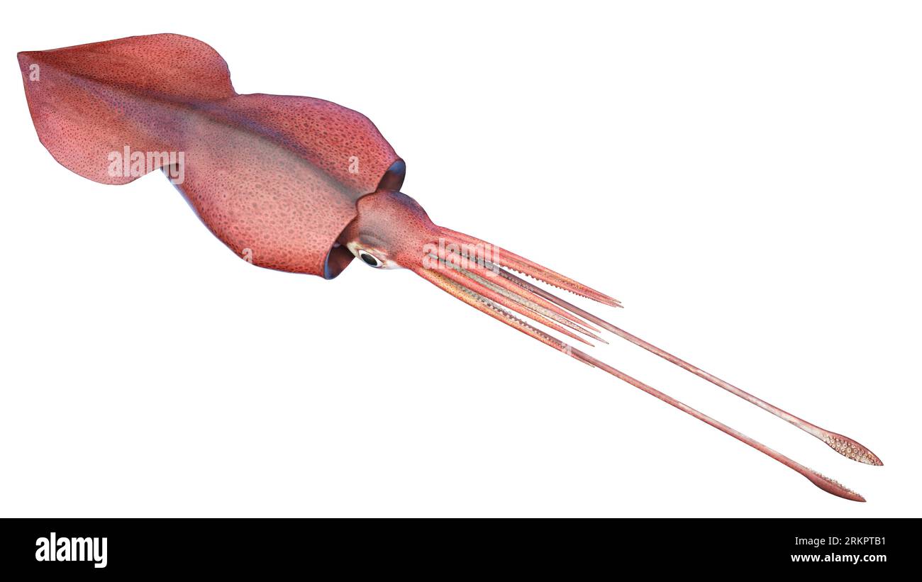 Colossal squid, illustration. Stock Photo