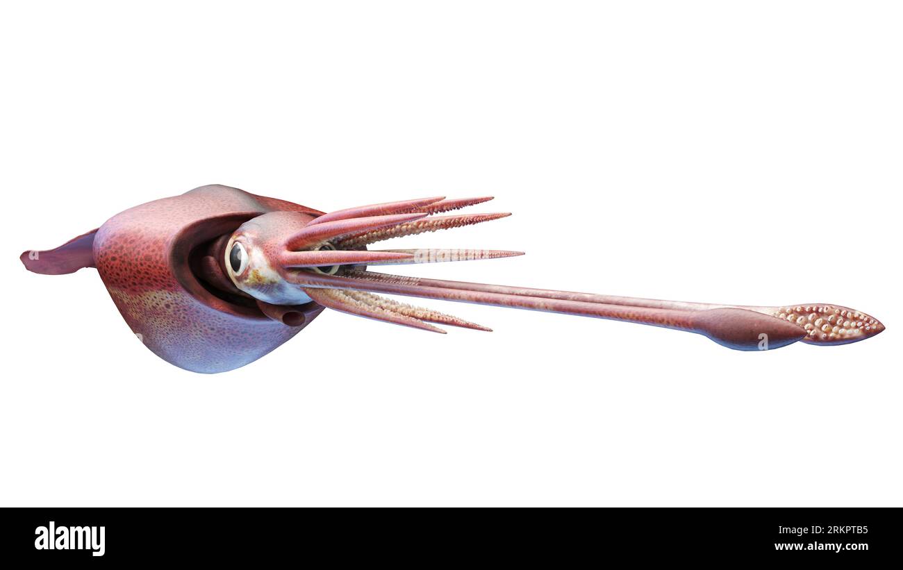 Colossal squid, illustration. Stock Photo