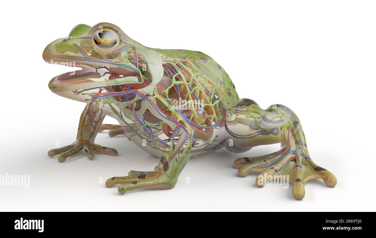 Frog's internal organs, illustration. Stock Photo