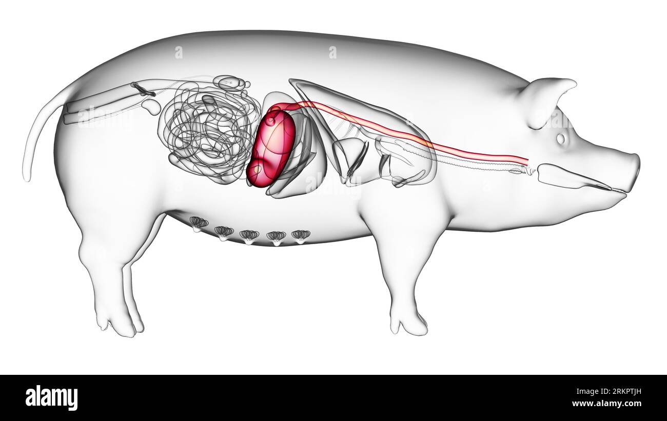 Pig stomach, illustration Stock Photo Alamy