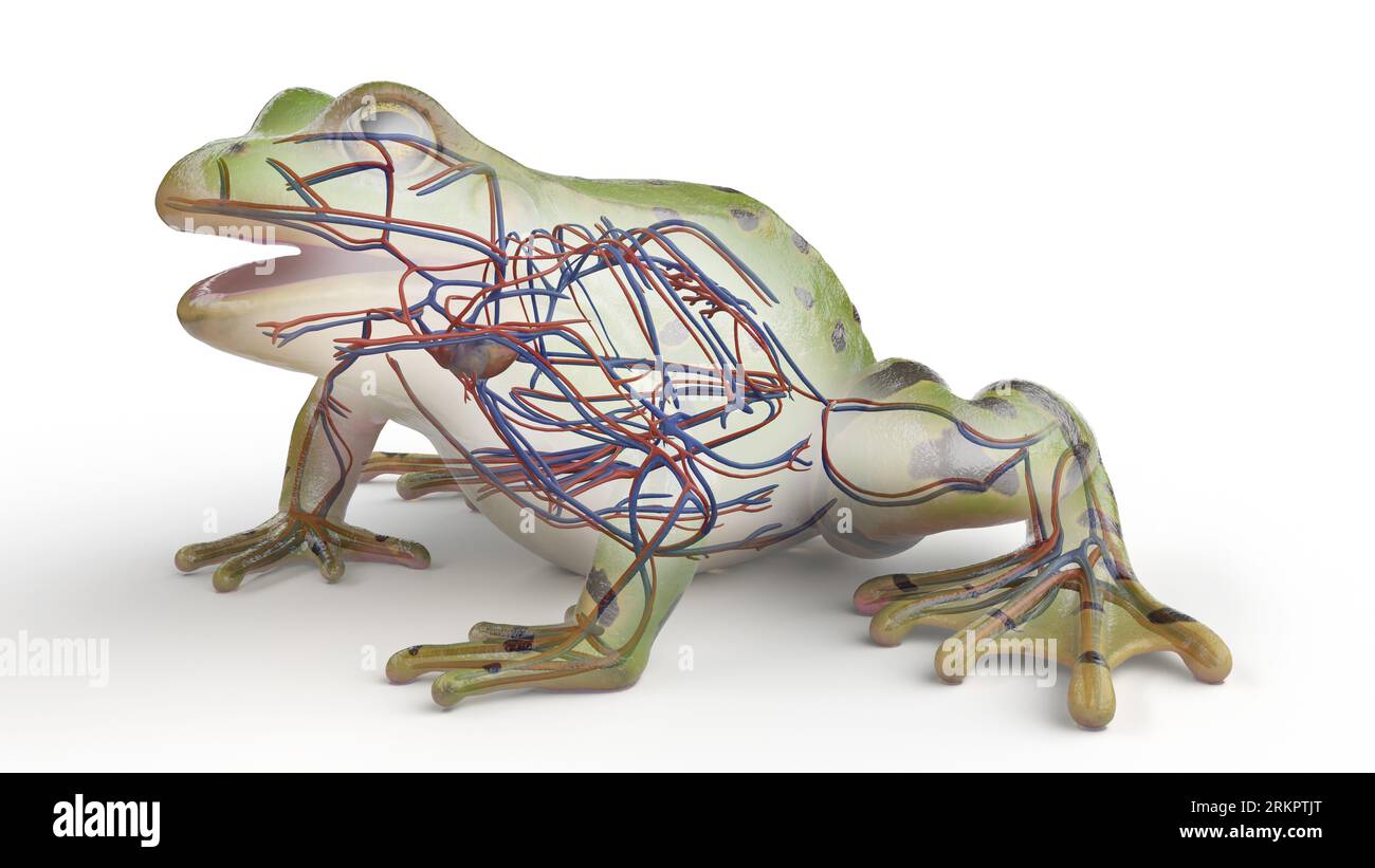 Frog's cardiovascular system, illustration Stock Photo - Alamy