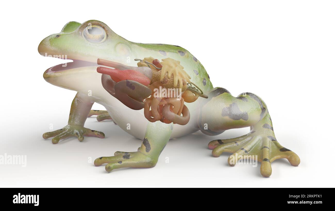 Frog's internal organs, illustration. Stock Photo