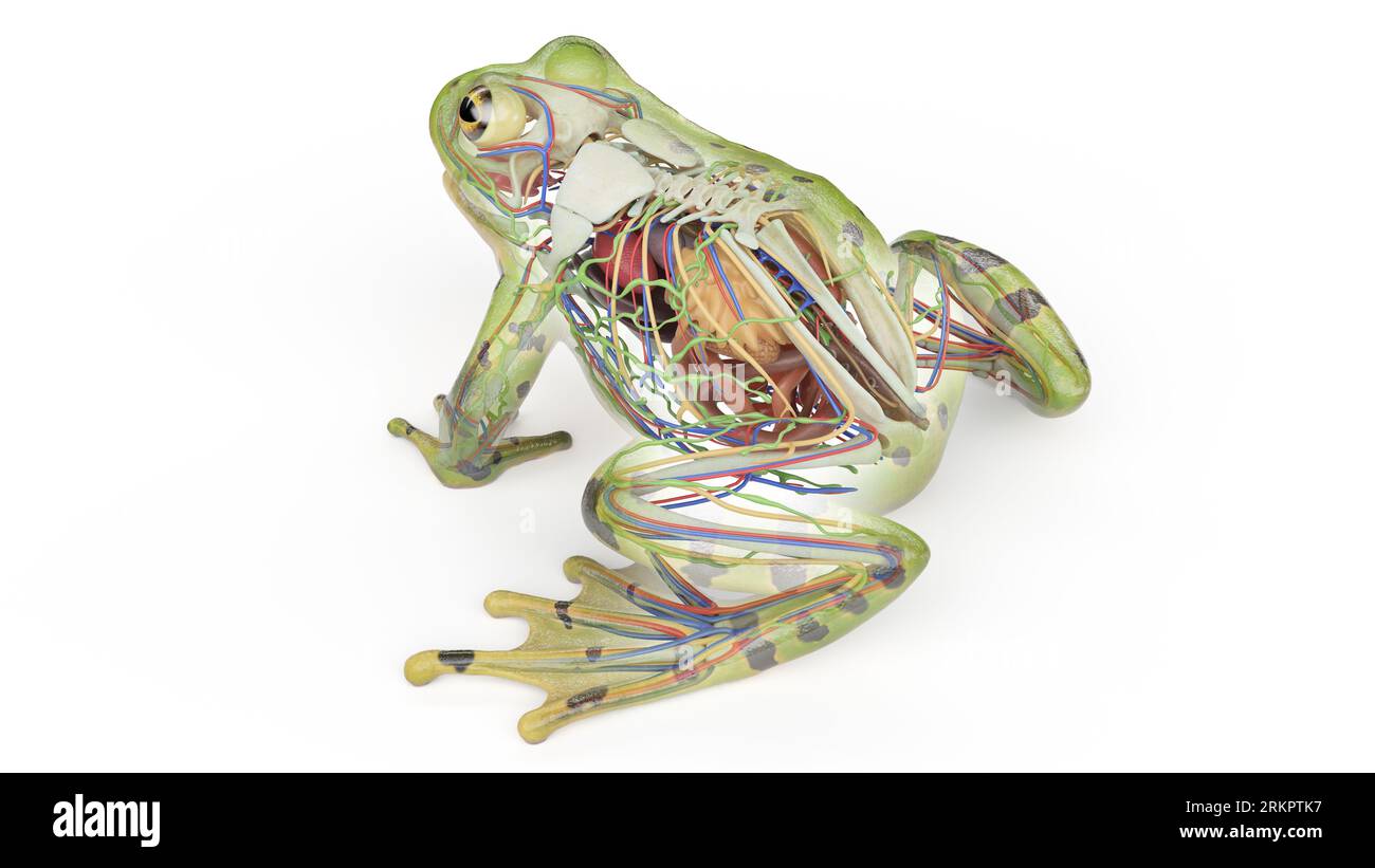 Frog's internal organs, illustration Stock Photo Alamy
