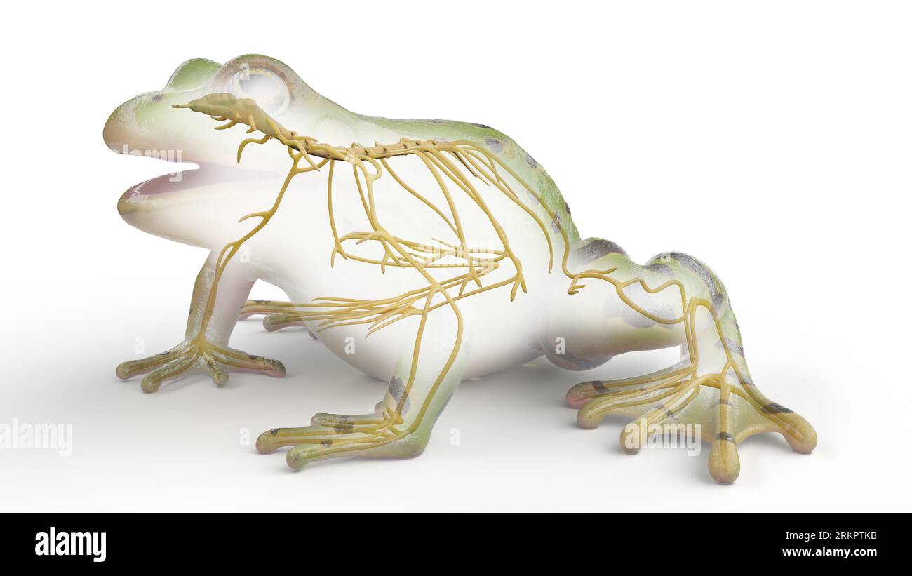 How Frogs Think A Look At Their Nervous System - ueni8x9