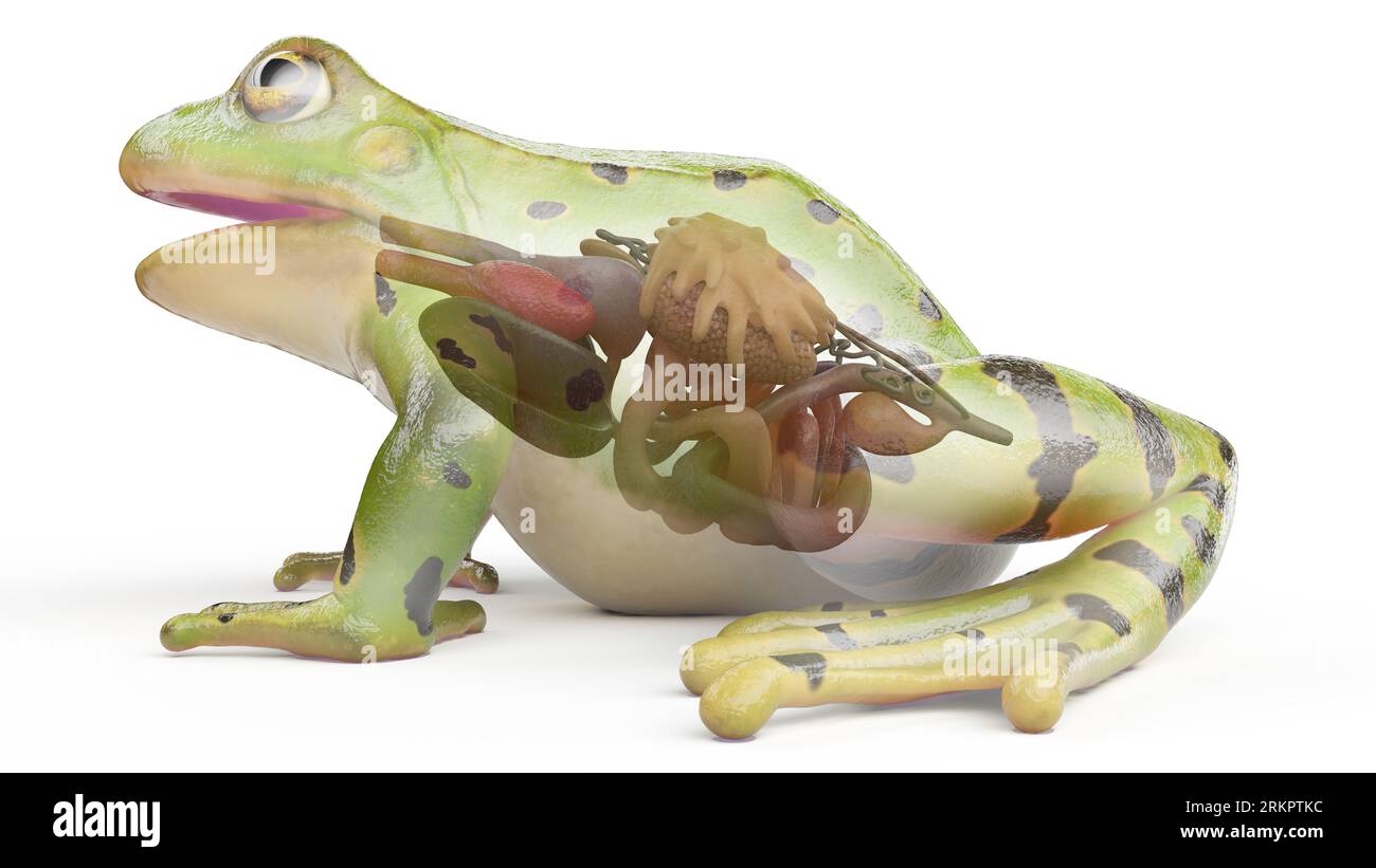 Frog lungs Cut Out Stock Images & Pictures - Alamy