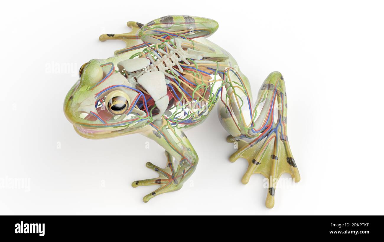 Frog's internal organs, illustration Stock Photo Alamy