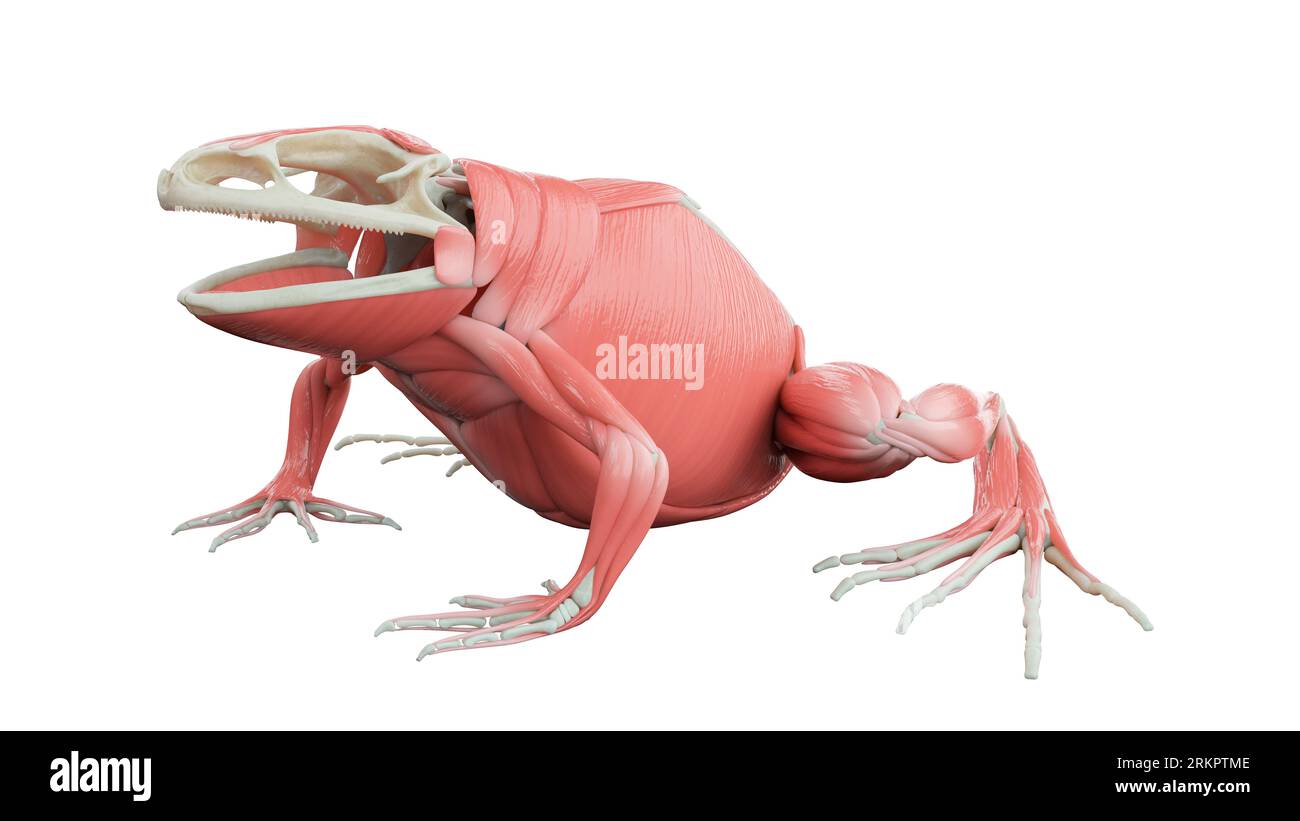 Frog Muscle Dissection