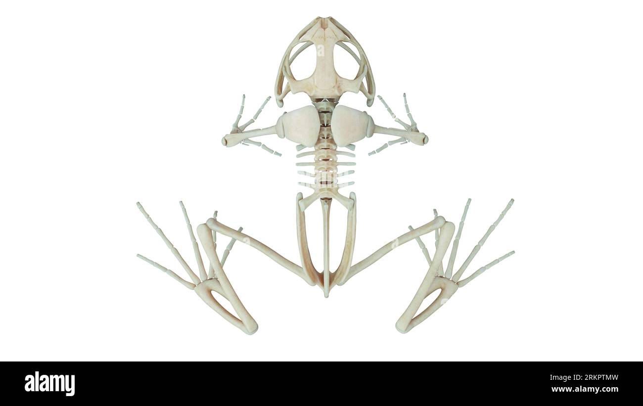 Frog's skeleton, illustration. Stock Photo