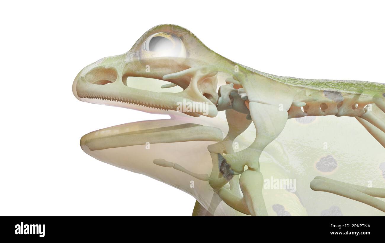Frog's skeletal system, illustration. Stock Photo
