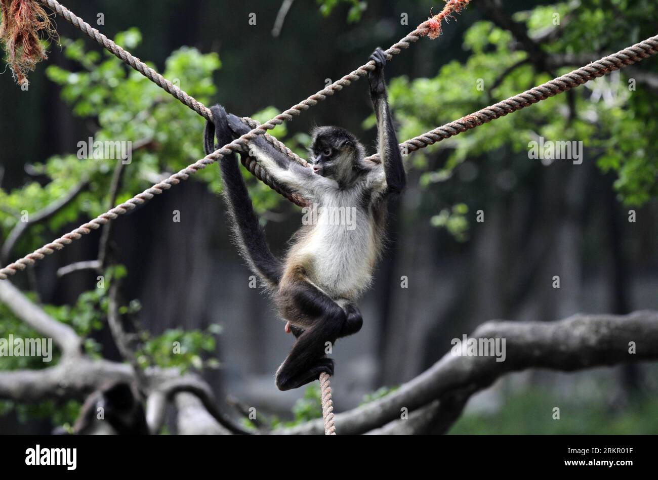 Bildnummer: 58080755  Datum: 05.06.2012  Copyright: imago/Xinhua (120608) -- SAN SALVADOR, June 8, 2012 (Xinhua) -- A spider monkey (Ateles Geoffroyi), endangered, remains in captivity at a zoo in San Salvador, capital of El Salvador, June 5, 2012. The National Zoo received 40,000 visits per year and kept in captivity 117 animal species, mainly in danger of extinction in the country. (Xinhua/Oscar Rivera) (ctt) EL SALVADOR-SAN SALVADOR-ZOO PUBLICATIONxNOTxINxCHN Gesellschaft Tiere xns x2x 2012 quer o0 Geoffroy-Klammeraffe Affe Klettern     58080755 Date 05 06 2012 Copyright Imago XINHUA  San S Stock Photo