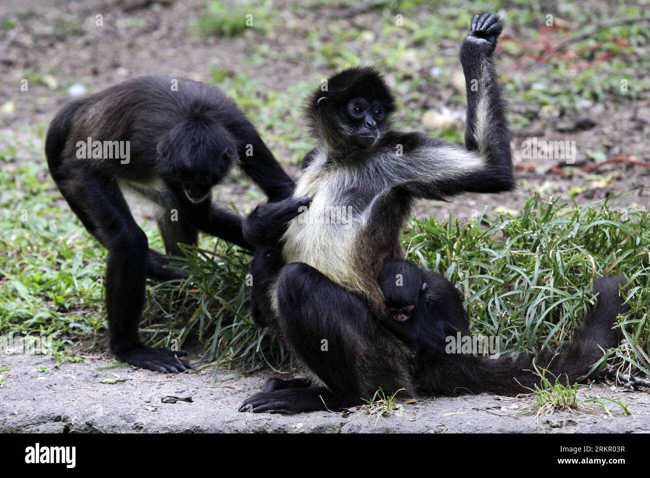 Bildnummer: 58080756  Datum: 05.06.2012  Copyright: imago/Xinhua (120608) -- SAN SALVADOR, June 8, 2012 (Xinhua) -- Spider Monkeys (Ateles Geoffroyi), endangered, remain in captivity at a zoo in San Salvador, capital of El Salvador, June 5, 2012. The National Zoo received 40,000 visits per year and kept in captivity 117 animal species, mainly in danger of extinction in the country. (Xinhua/Oscar Rivera) (ctt) EL SALVADOR-SAN SALVADOR-ZOO PUBLICATIONxNOTxINxCHN Gesellschaft Tiere xns x2x 2012 quer  o0 Geoffroy-Klammeraffe Affe Fellpflege     58080756 Date 05 06 2012 Copyright Imago XINHUA  San Stock Photo