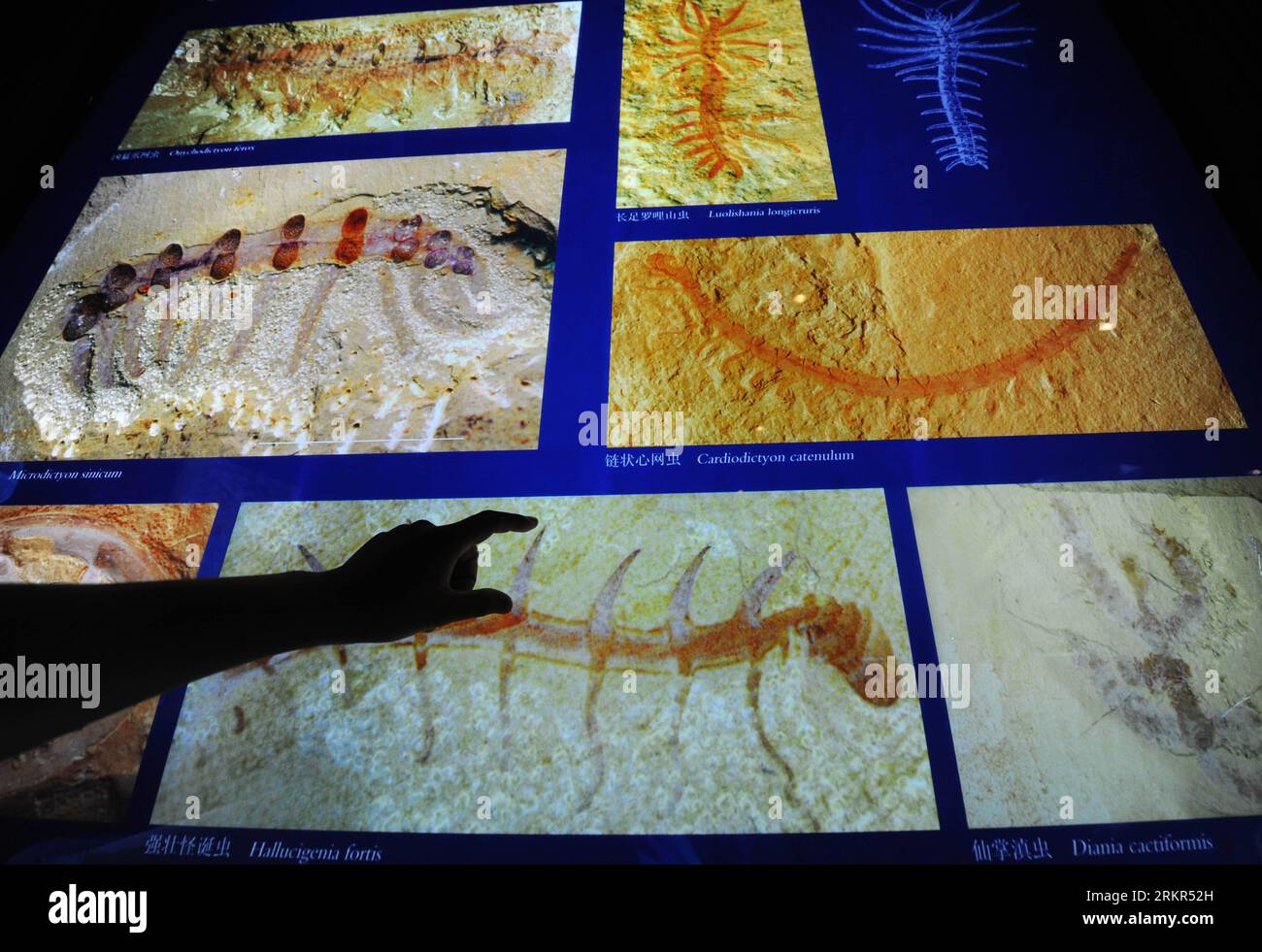 Fossil museum china hi-res stock photography and images