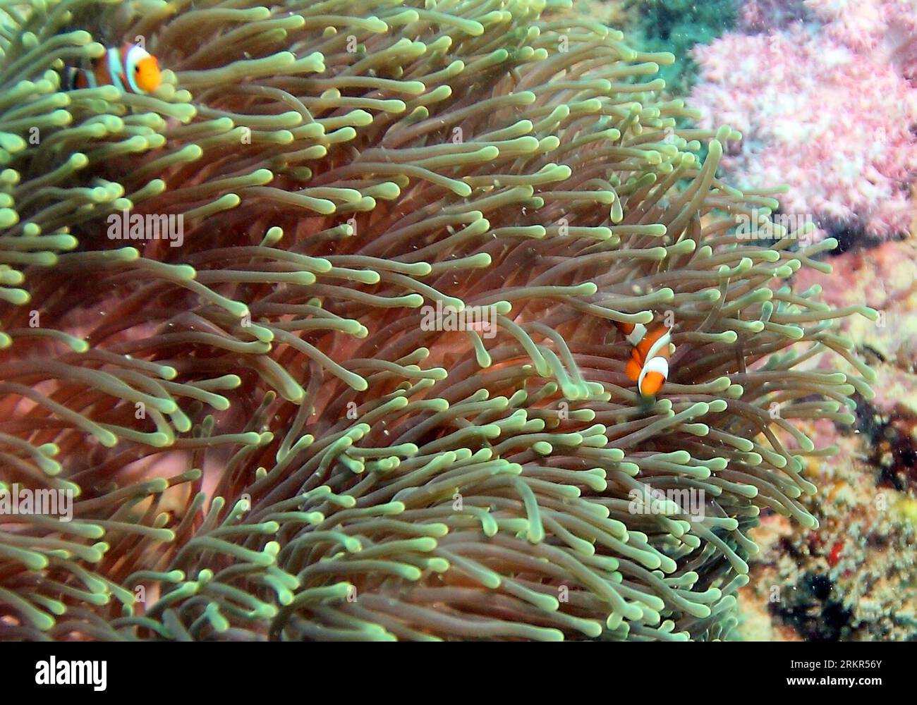 Bildnummer: 58121819  Datum: 17.06.2012  Copyright: imago/Xinhua (120619) -- JAKARTA, June 19, 2012 (Xinhua) -- Two anemone fish swim near sea anemones living on the coral reefs in the sea off the Thousand Islands, Indonesia, on June 17, 2012. Reef-building corals have colonized every tropical ocean, shaped and protected thousands of kilometers of coastline and influenced marine evolution for millions of years. However, as a result of the rising sea level, growing ocean temperature, and increasing atmospheric carbon dioxide level that lead to the acidification of the ocean, reef-building coral Stock Photo