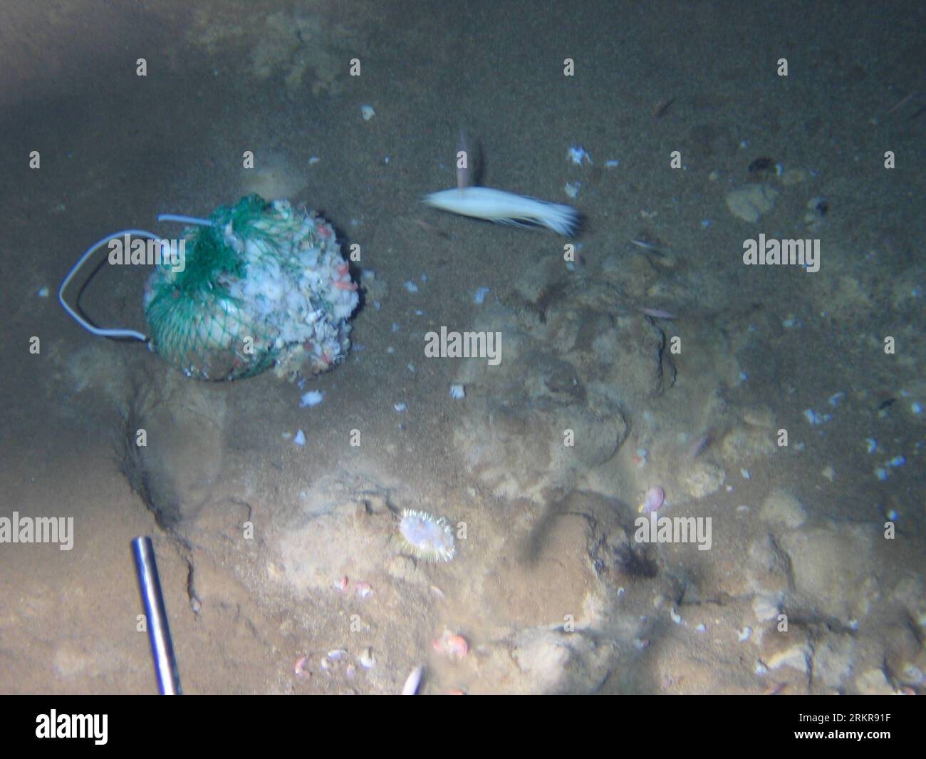 Mariana Trench | Depth, Location, Facts, Maps, \u0026 Pictures | Britannica, image size:1300x1065