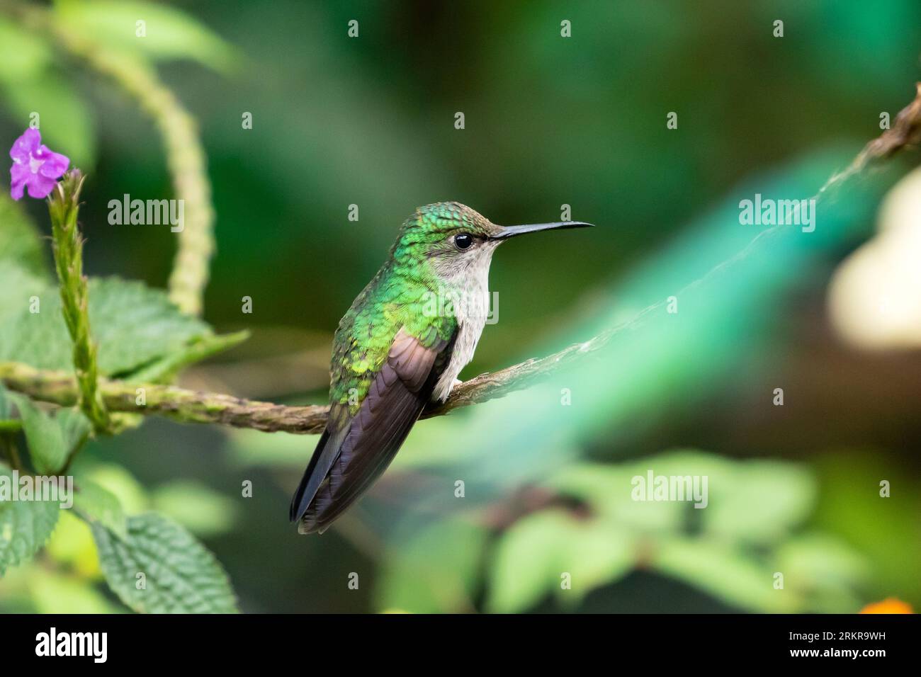 Closeup of Stripe-tailed Hummingbird perching on a leafy branch in highlands of Chiriqui Province, Panama Stock Photo