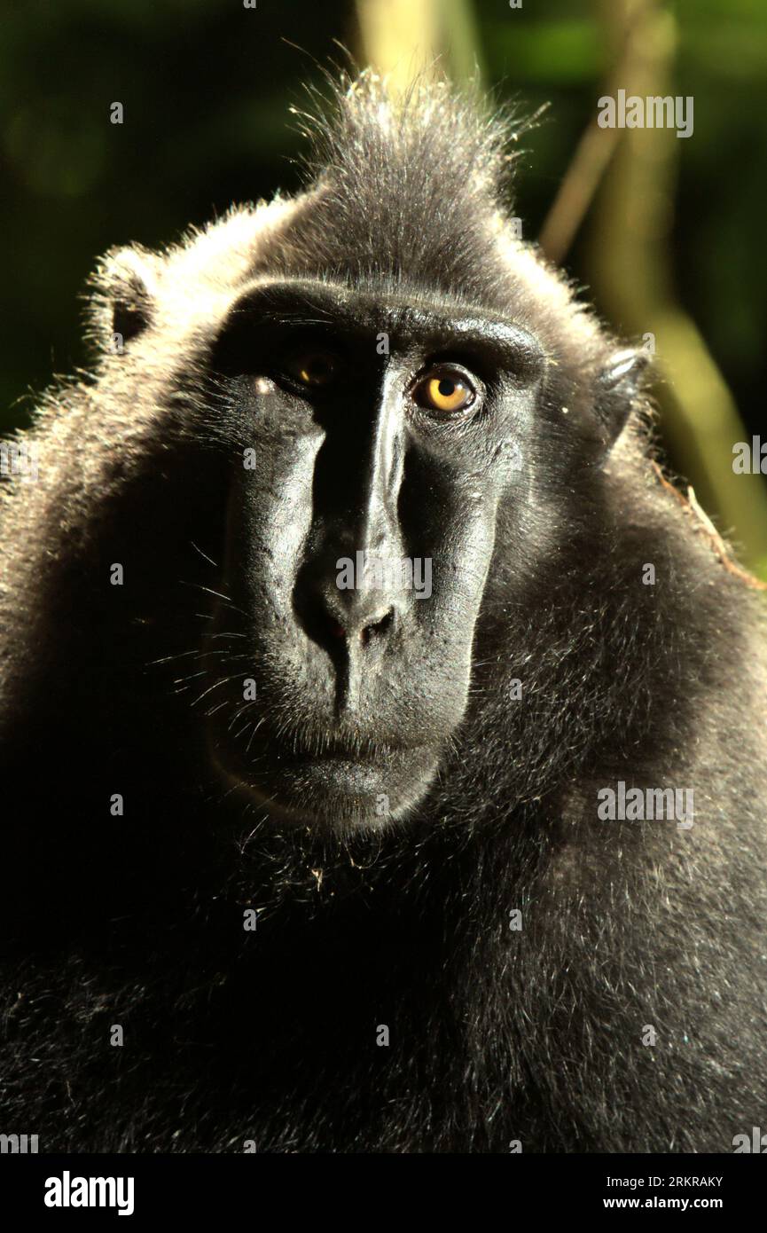 Portrait of a Celebes crested macaque (Macaca nigra) in Tangkoko forest, North Sulawesi, Indonesia. Climate change and disease are emerging threats to primates, while crested macaque belongs to the 10% of primate species that are highly vulnerable to droughts. A recent report revealed that the temperature is indeed increasing in Tangkoko forest, and the overall fruit abundance decreased. Macaca nigra is considered a key species in their habitat, an important 'umbrella species' for biodiversity conservation. Their presence is a good indicator of the current health of the ecosystem. Stock Photo