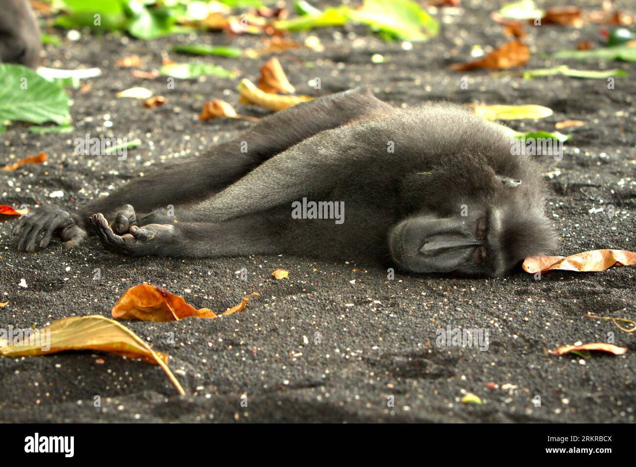 A Celebes black-crested macaque (Macaca nigra) takes a nap during a resting time on a beach in Tangkoko forest, North Sulawesi, Indonesia. Climate change and disease are emerging threats to primates, while crested macaque belongs to the 10% of primate species that are highly vulnerable to droughts, according to primate scientists. A recent report revealed that the temperature is indeed increasing in Tangkoko forest, and the overall fruit abundance decreased. Stock Photo