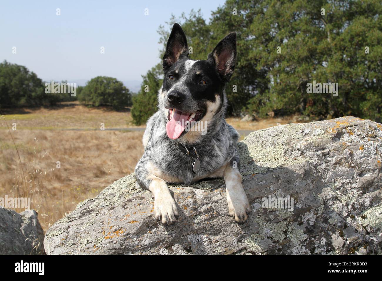 Australian Cattle Dog laying on rock Stock Photo