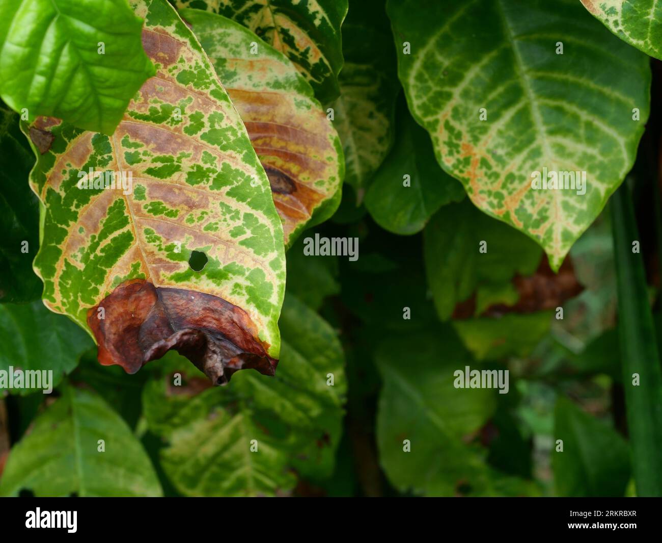 Brown spotted and yellow damage by anthracnose on the green leaf of Robusta coffee plant tree, Plant diseases that damage agriculture Stock Photo