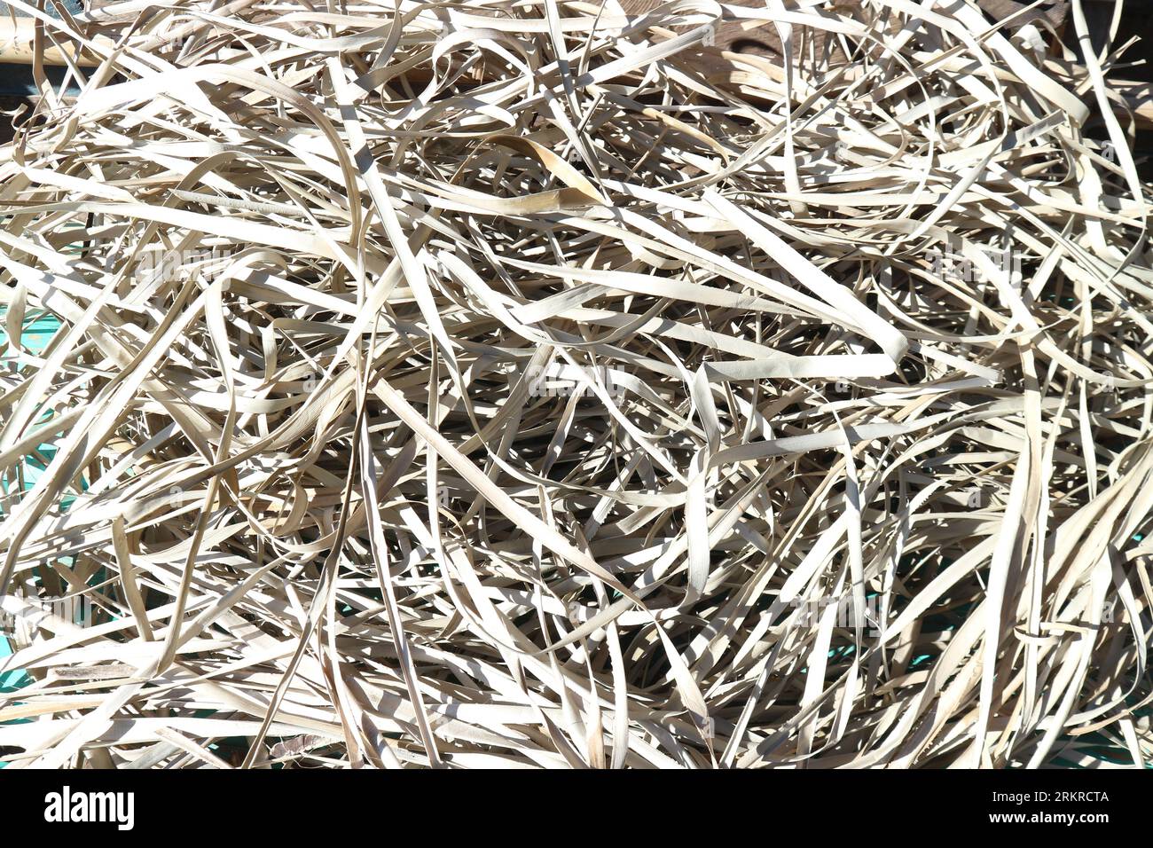 Dried pandanus leaves ready to be woven into mats. Before weaving these raw materials must be completely dry Stock Photo