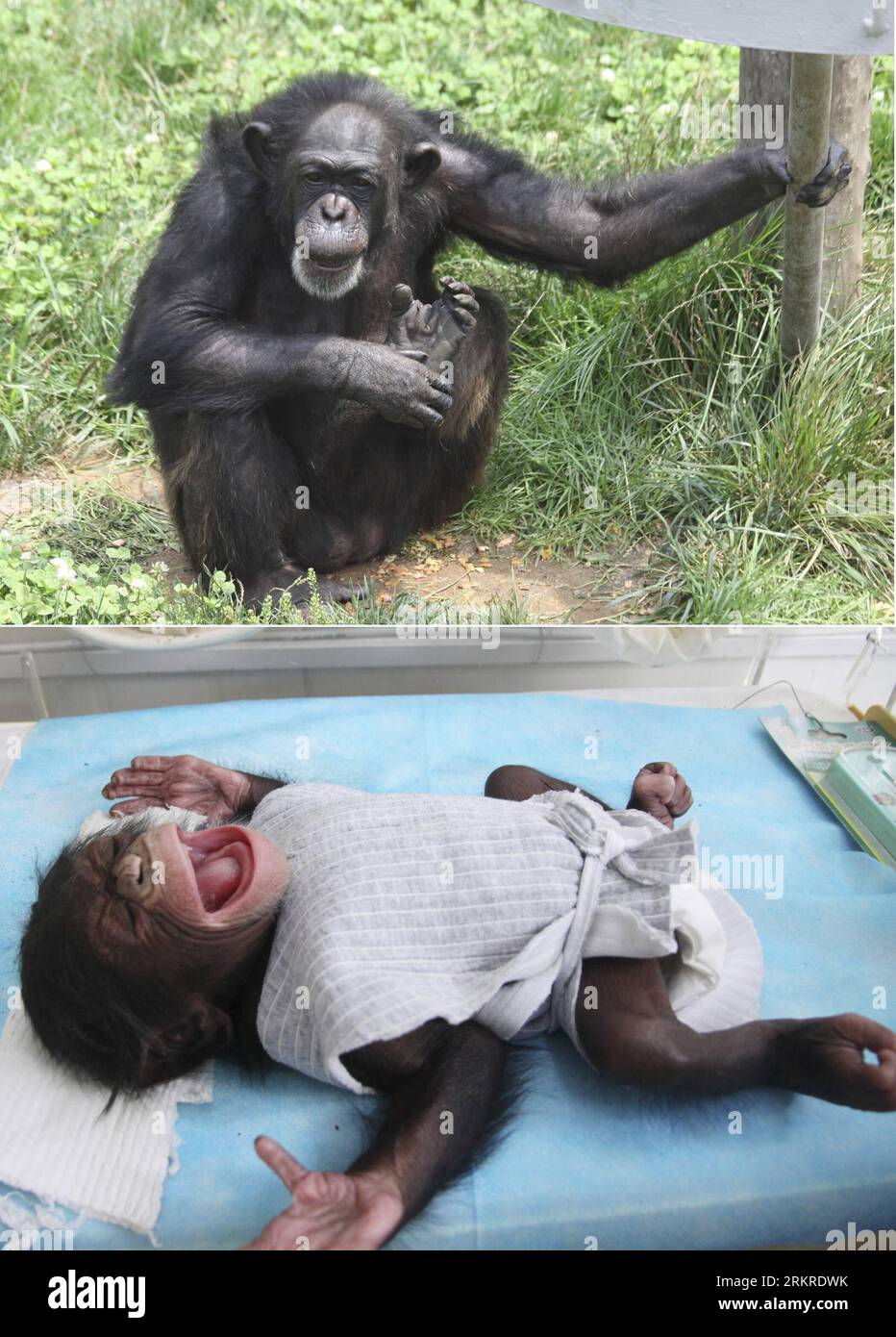 Bildnummer: 58207739  Datum: 08.07.2012  Copyright: imago/Xinhua (120708) -- WEIHAI, July 8, 2012 (Xinhua) -- A combined photo taken on July 8, 2012 shows a baby chimpanzee and her mother (top) at a wildlife park in Weihai, east China s Shandong Province. A 40-year-old chimpanzee gave birth to a female baby here on Saturday. (Xinhua/Yu Qibo) (ljh) CHINA-SHANDONG-WEIHAI-CHIMPANZEE (CN) PUBLICATIONxNOTxINxCHN Tiere Affen Schimpansen Baby Junges Jungtier Affenbaby xrj x0x 2012 hoch      58207739 Date 08 07 2012 Copyright Imago XINHUA  Weihai July 8 2012 XINHUA a Combined Photo Taken ON July 8 201 Stock Photo