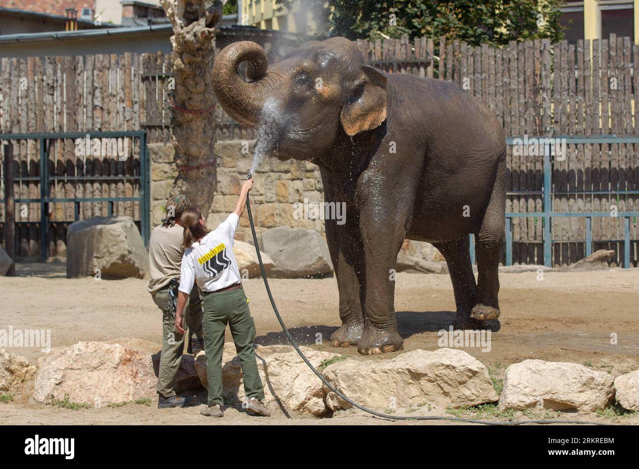 Bildnummer: 58214806  Datum: 09.07.2012  Copyright: imago/Xinhua (120710) -- BUDAPEST, July 10, 2012 (Xinhua) -- Zoo workers cool an elephant with water spray in the heat of summer in the Budapest Zoo, Hungary, on July 9, 2012. (Xinhua/Attila Volgyi) (zyw) HUNGARY-BUDAPEST-ZOO-ANIMALS PUBLICATIONxNOTxINxCHN Gesellschaft Tiere Hitze Sommer Hitzewelle xjh x2x 2012 quer o0 Elefant Abkühlung     58214806 Date 09 07 2012 Copyright Imago XINHUA  Budapest July 10 2012 XINHUA Zoo Workers cool to Elephant With Water Spray in The Heat of Summer in The Budapest Zoo Hungary ON July 9 2012 XINHUA Attila VO Stock Photo