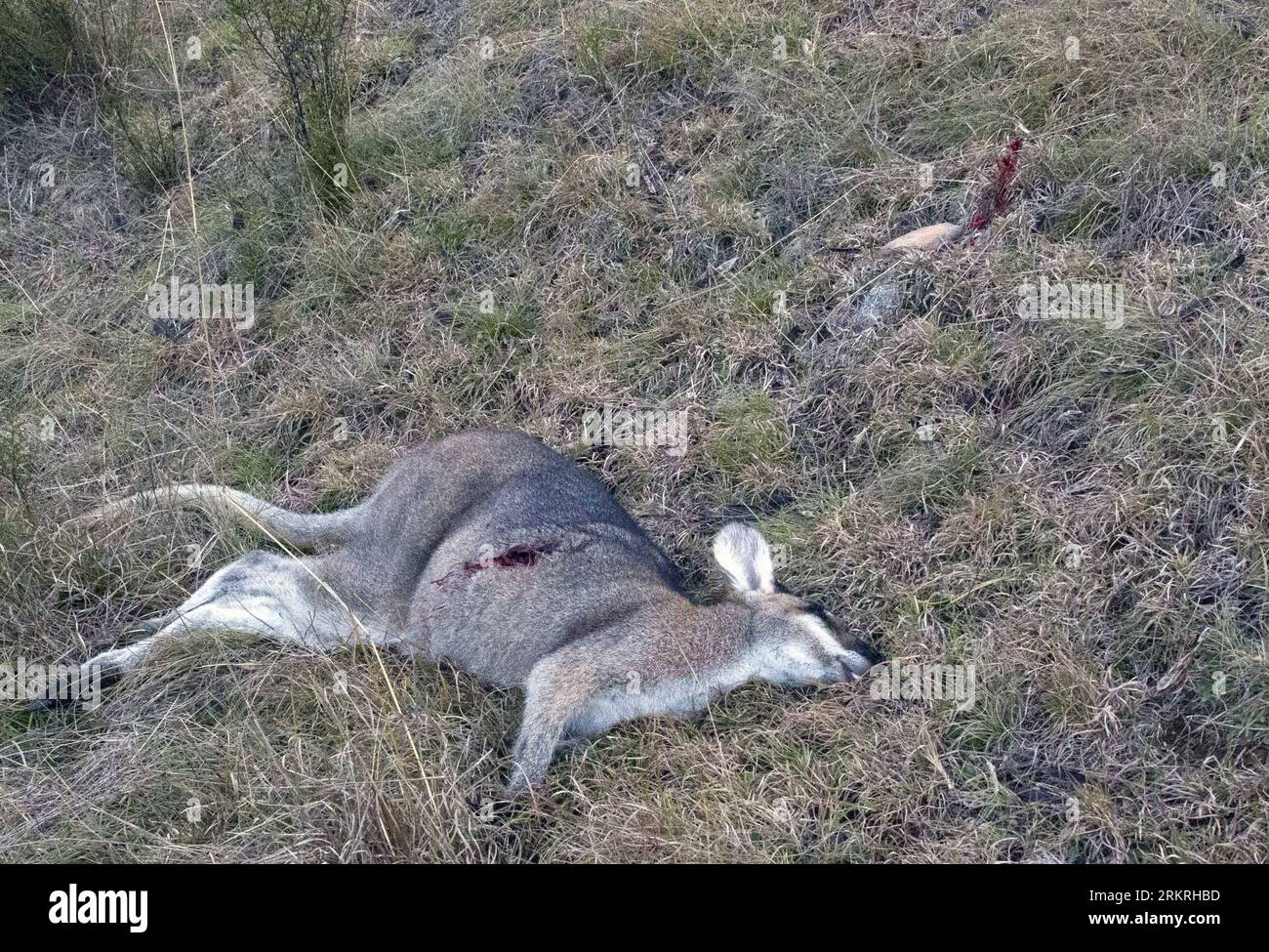 Bildnummer: 58249607  Datum: 16.07.2012  Copyright: imago/Xinhua (120716) -- MUDGEE, July 16, 2012 (Xinhua) -- A kangaroo is shot dead at a farm in Mudgee, New South Wales, Australia, July 16, 2012. Australian government allows up to 5.2 million kangaroos and wallabies to be commercially hunted in 2012. (Xinhua/Jin Linpeng)(zjl) AUSTRALIA-MUDGEE-KANGAROO-HUNTING PUBLICATIONxNOTxINxCHN Gesellschaft Jagd Jäger Känguru x0x xst 2012 quer      58249607 Date 16 07 2012 Copyright Imago XINHUA  Mudgee July 16 2012 XINHUA a Kangaroo IS Shot Dead AT a Farm in Mudgee New South Wales Australia July 16 201 Stock Photo