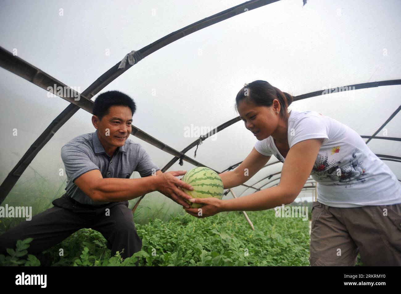 Bildnummer: 58281455  Datum: 26.07.2012  Copyright: imago/Xinhua (120726) -- LINGCHUAN, July 26, 2012 (Xinhua) -- Villagers pick watermelons in Fuyan Village of Lingchuan County in Guilin, south China s Guangxi Zhuang Autonomous Region, July 26, 2012. Fruit harvest brought great economic benefit to in Lingchuan. (Xinhua/Lu Anbo) (wjq) CHINA-GUANGXI-LINGCHUAN-FRUIT HARVEST(CN) PUBLICATIONxNOTxINxCHN Wirtschaft Landwirtschaft Ernte Gesellschaft Arbeitswelten xda x1x 2012 quer o0  Melone Wassermelone Melonen Wassermelonen     58281455 Date 26 07 2012 Copyright Imago XINHUA  LINGCHUAN July 26 2012 Stock Photo