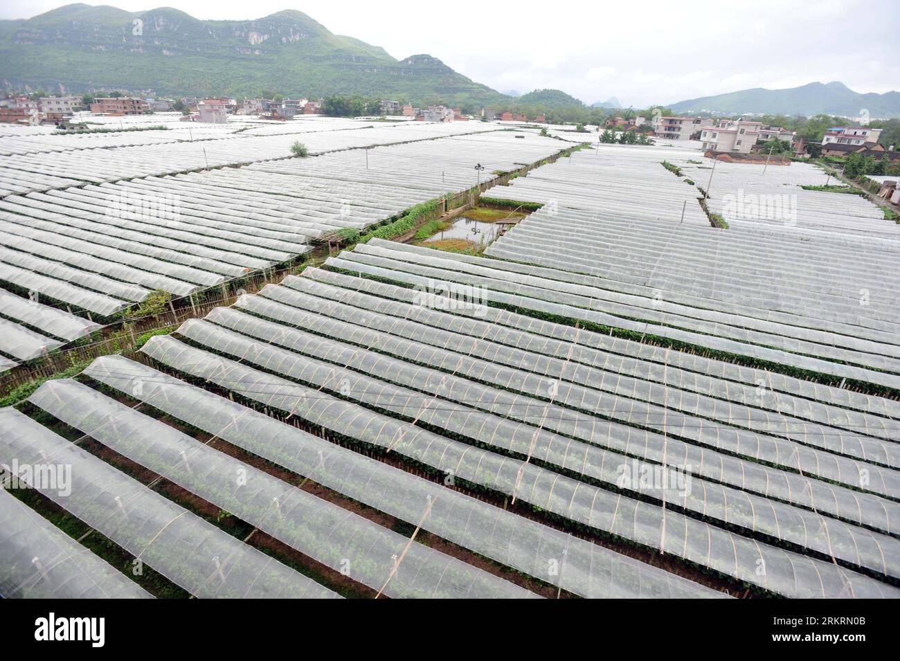 Bildnummer: 58281454  Datum: 26.07.2012  Copyright: imago/Xinhua (120726) -- LINGCHUAN, July 26, 2012 (Xinhua) -- Photo taken on July 26, 2012 shows the grape-planting greenhouses in Daxu Township of Lingchuan County in Guilin, south China s Guangxi Zhuang Autonomous Region, July 26, 2012. Fruit harvest brought great economic benefit to in Lingchuan. (Xinhua/Lu Anbo) (wjq) CHINA-GUANGXI-LINGCHUAN-FRUIT HARVEST(CN) PUBLICATIONxNOTxINxCHN Wirtschaft Landwirtschaft Ernte Gesellschaft Arbeitswelten xda x1x 2012 quer  o0 Plantage Totale Melone Wassermelone Melonen Wassermelonen     58281454 Date 26 Stock Photo