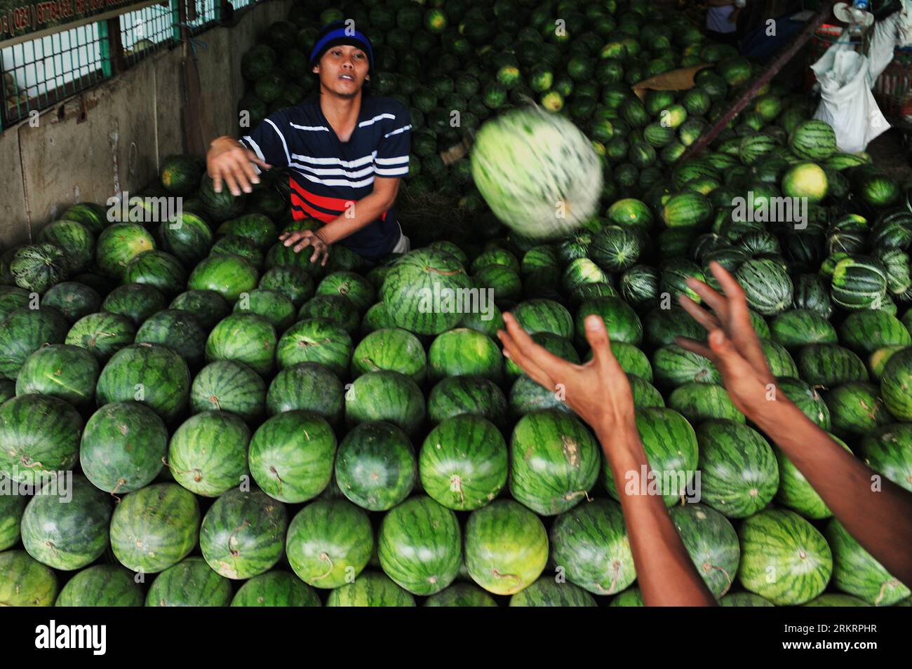Bildnummer: 58289611  Datum: 30.07.2012  Copyright: imago/Xinhua (120730) -- JAKARTA, July 30, 2012 (Xinhua) -- A fruit vendor throws a watermelon as he sorts out good fruits to sell at a traditional fruit market in Kramat Jati of Jakarta, Indonesia, July 30, 2012. (Xinhua/Agung Kuncahya B.) (dzl) INDONESIA-JAKARTA-DAILY LIFE-TRADITIONAL FRUIT MARKET PUBLICATIONxNOTxINxCHN Gesellschaft Wirtschaft Reise Markt Obst Früchte Melonen xda x0x 2012 quer      58289611 Date 30 07 2012 Copyright Imago XINHUA  Jakarta July 30 2012 XINHUA a Fruit Vendor throws a Watermelon As he sorts out Good Fruits to S Stock Photo