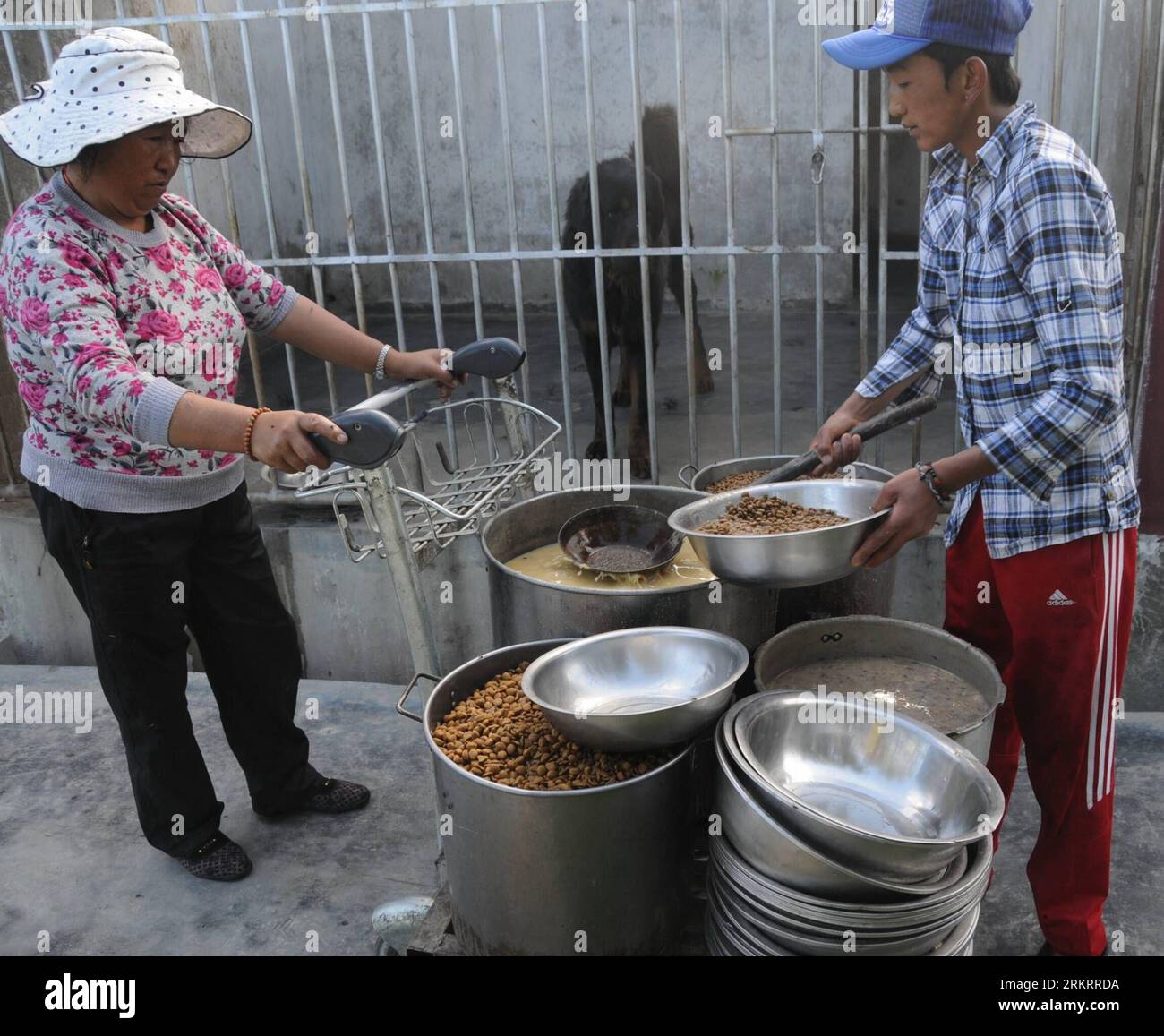 Bildnummer: 58298831  Datum: 01.08.2012  Copyright: imago/Xinhua (120801) -- LHASA, Aug. 1, 2012 (Xinhua) -- Staff members prepare food for Tibetan mastiffs at a mastiff rasing base in Lhasa, capital of southwest China s Tibet Autonomous Region, Aug. 1, 2012. As Tibetan mastiffs become more and more popular among buyers, hundreds of mastiff raising bases has been established in Lhasa, according to the local mastiff association. (Xinhua/Liang Shubin) (zhs) CHINA-LHASA-MASTIFF-RAISING (CN) PUBLICATIONxNOTxINxCHN Gesellschaft xda x2x 2012 quadrat  o0 Tier, Hund, Zucht, Aufzucht, Do Khyi Tibetmast Stock Photo