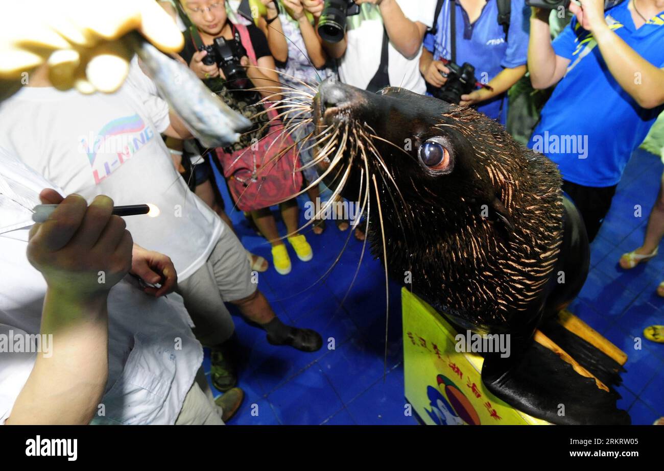 Bildnummer: 58311636  Datum: 05.08.2012  Copyright: imago/Xinhua (120805) -- WUHAN, Aug. 5, 2012 (Xinhua) -- Sea lion Feifei receives an examination in the Donghu ocean park of Wuhan, capital of central China s Hubei Province, Aug. 5, 2012. Doctors and experts decided to give a non-surgical treatments, including purifying water quality, increasing water salinity and dripping eye drops, to the 11-year-old Feifei with cataract. (Xinhua/Hao Tongqian)(mcg) CHINA-WUHAN-SEA LION-CATARACT (CN) PUBLICATIONxNOTxINxCHN Gesellschaft Tier Seelöwe Tierarzt grauer Star Katarakt xbs x0x 2012 quer premiumd Stock Photo