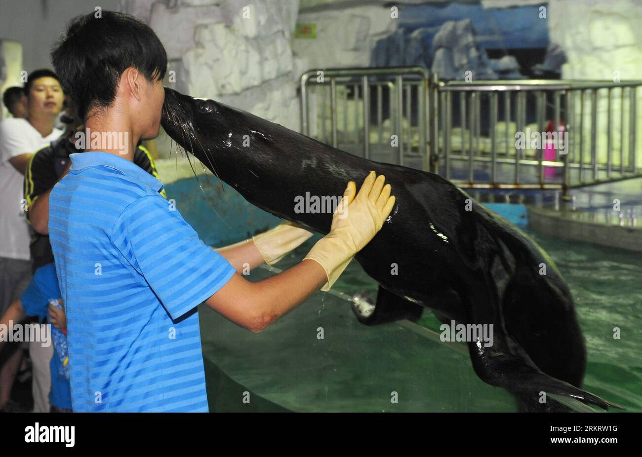 Bildnummer: 58311634  Datum: 05.08.2012  Copyright: imago/Xinhua (120805) -- WUHAN, Aug. 5, 2012 (Xinhua) -- Sea lion Feifei plays with its feeder in the Donghu ocean park of Wuhan, capital of central China s Hubei Province, Aug. 5, 2012. Doctors and experts decided to give a non-surgical treatments, including purifying water quality, increasing water salinity and dripping eye drops, to the 11-year-old Feifei with cataract. (Xinhua/Hao Tongqian)(mcg) CHINA-WUHAN-SEA LION-CATARACT (CN) PUBLICATIONxNOTxINxCHN Gesellschaft Tier Seelöwe Tierarzt grauer Star Katarakt xbs x0x 2012 quer      58311634 Stock Photo